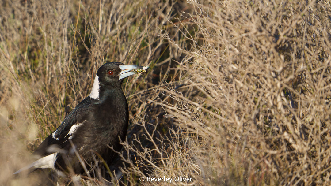 A black and white bird holding a grasshopper in its beak, surrounded by dry grass.