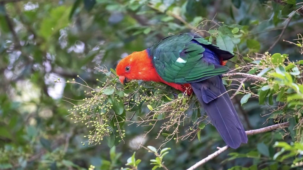 A colorful bird with orange and green plumage perched on a branch, feeding on small green buds.