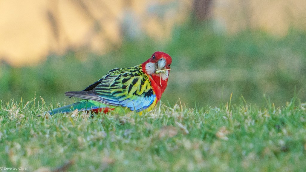 A colorful bird with red, green, yellow, and blue feathers, standing on green grass while holding a twig in its beak.