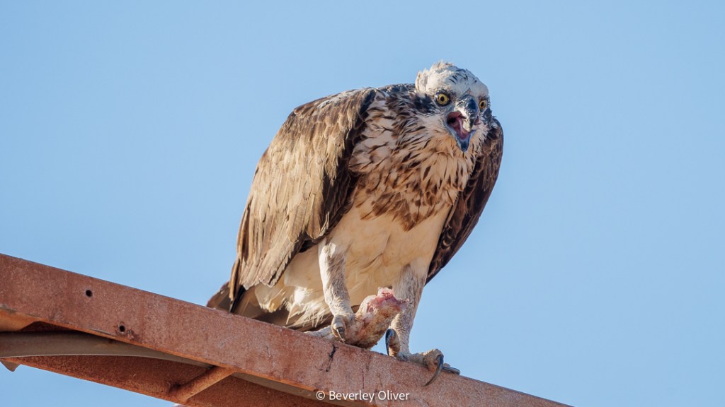 A close-up of a hawk perched on a metal structure, holding a piece of meat while looking directly at the camera against a clear blue sky.