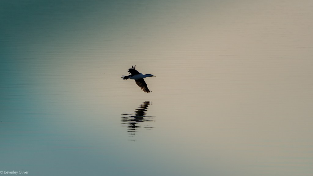 A bird flying above calm water, with its reflection visible on the surface.