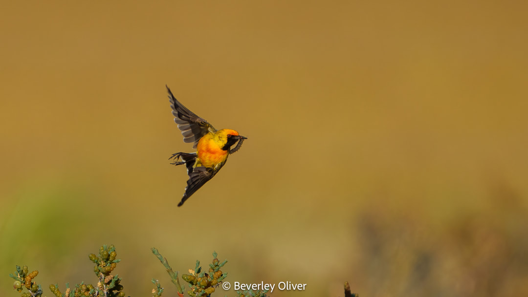 A brightly colored bird in mid-flight, showcasing vibrant orange and yellow feathers against a soft, blurred background.
