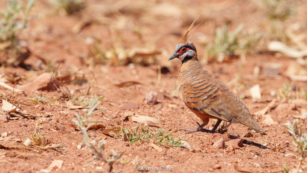 A colorful bird with distinctive features, including a tufted crest and markings, standing on dry ground surrounded by sparse vegetation.