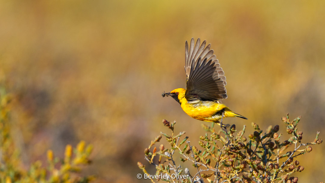 A vibrant yellow bird in mid-flight, holding an insect in its beak, perched on a shrub with a soft blurred background.