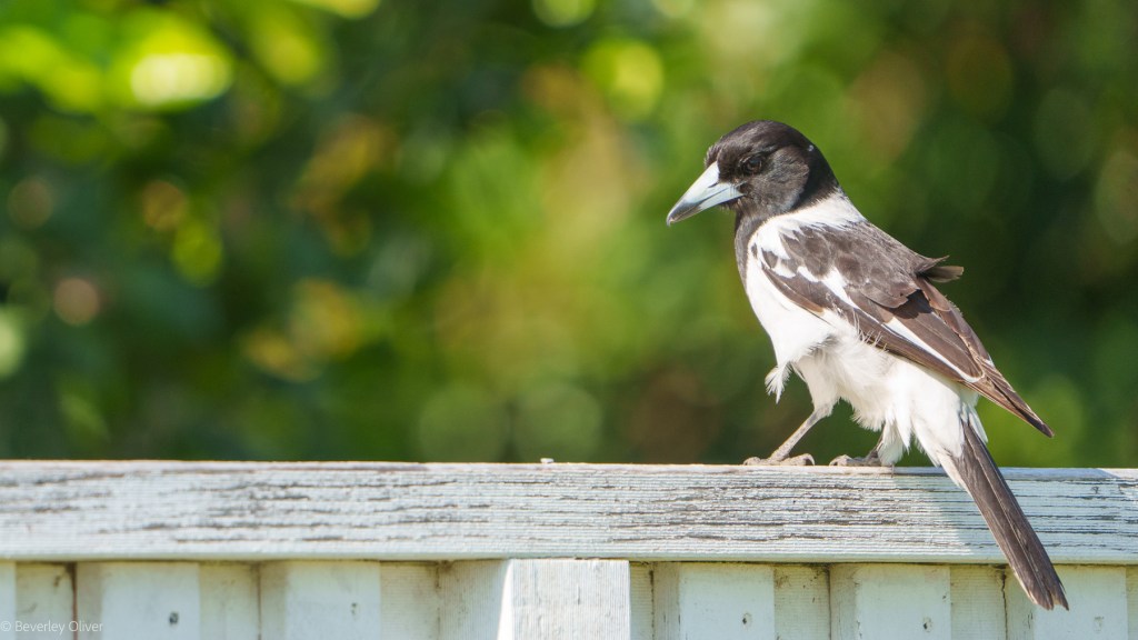 A black and white bird perched on a wooden fence with a blurred green background.