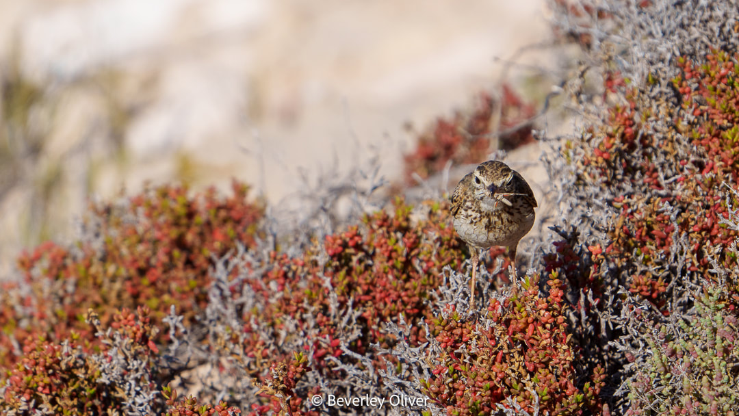 A small bird perched on a bush with red leaves, surrounded by sparse vegetation.