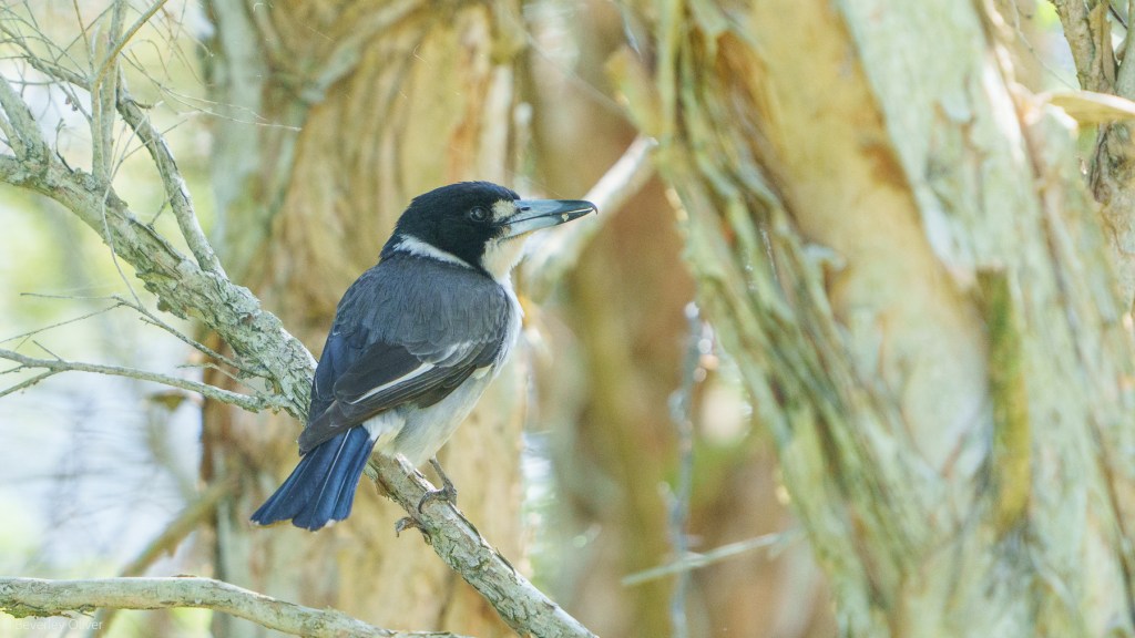 A bird with a black head and blue-gray body perched on a branch among trees.