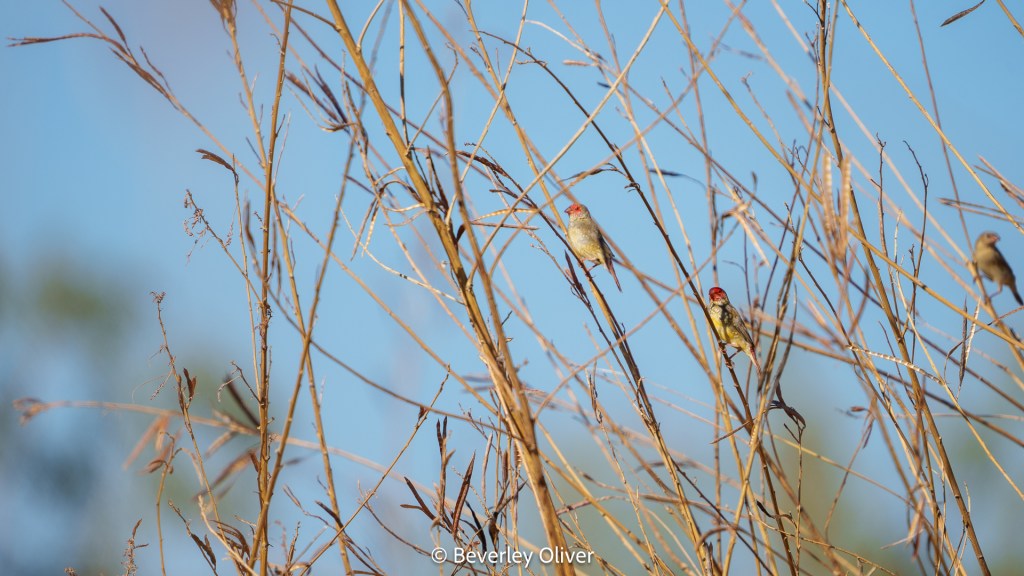 A group of small birds perched on dry twigs against a clear blue sky.