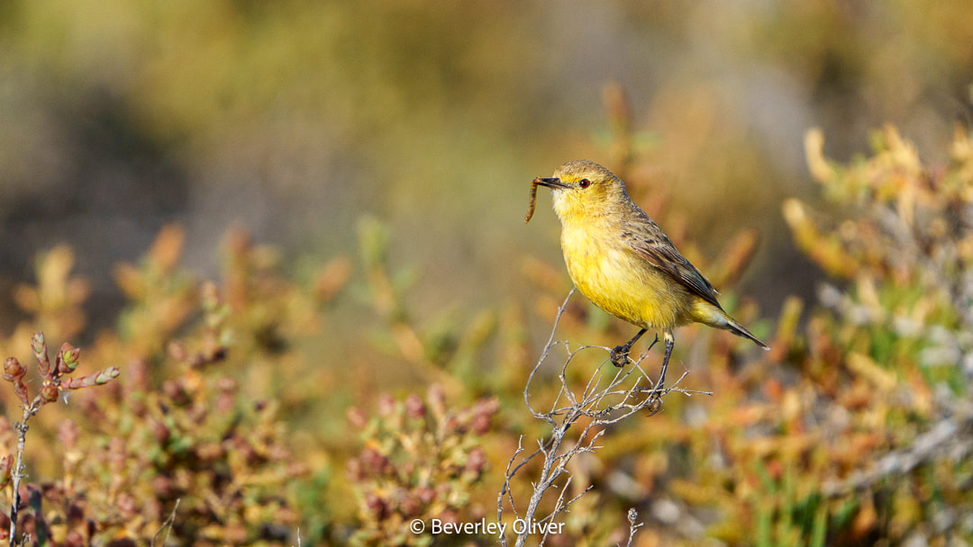 A yellow bird perched on a branch holding a caterpillar in its beak, surrounded by colorful foliage.