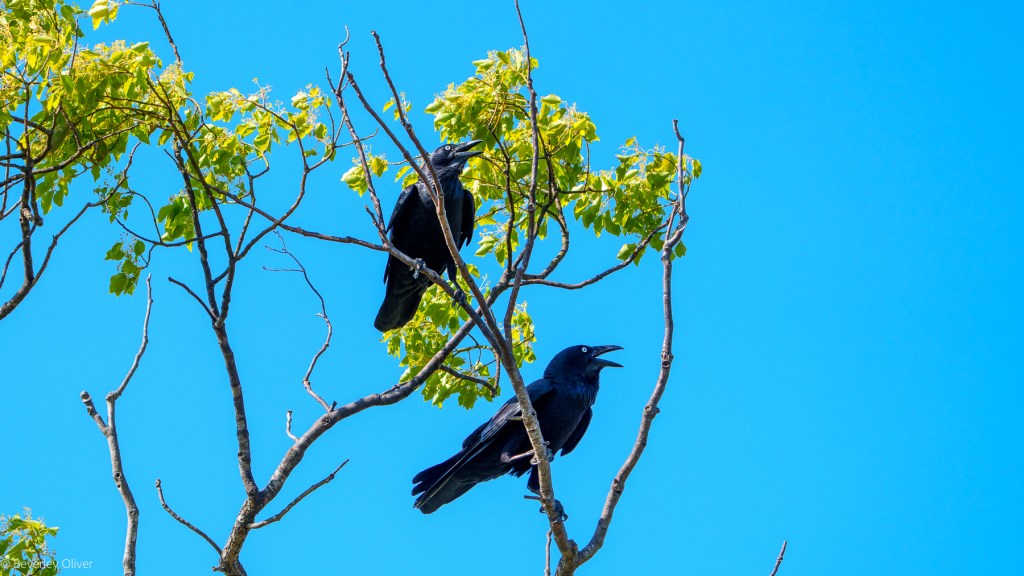 Two black crows perched on branches of a tree with green leaves against a clear blue sky.