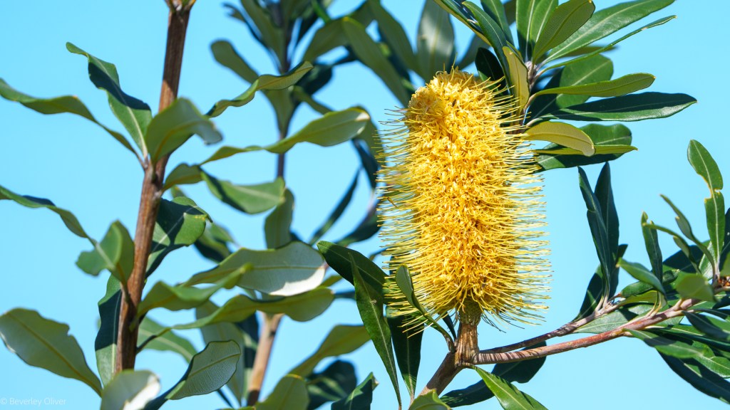 Close-up of a yellow flowering plant with spiky flowers and green leaves against a blue sky background.