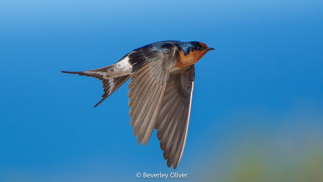 A bird in flight against a blurred blue background, showcasing its wings and vibrant plumage.