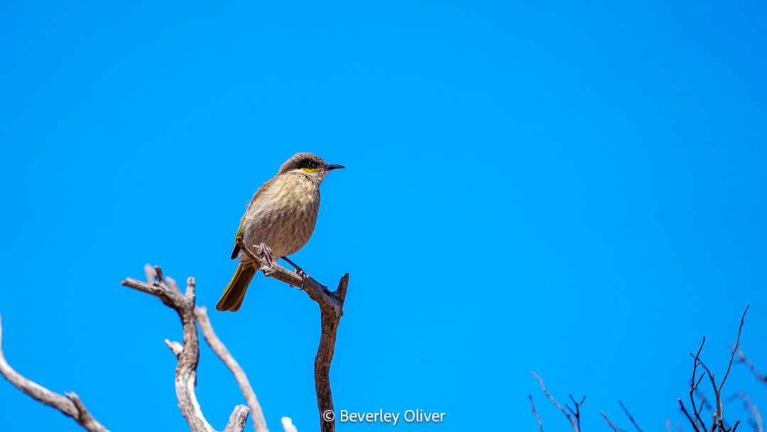 A small bird perched on a dry branch against a clear blue sky.