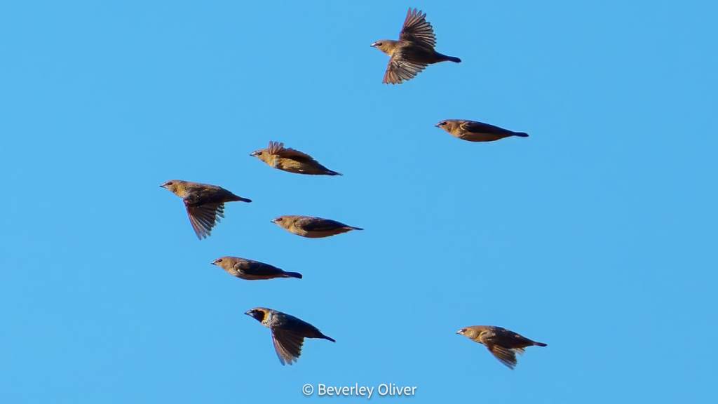 A group of nine birds flying in formation against a clear blue sky.