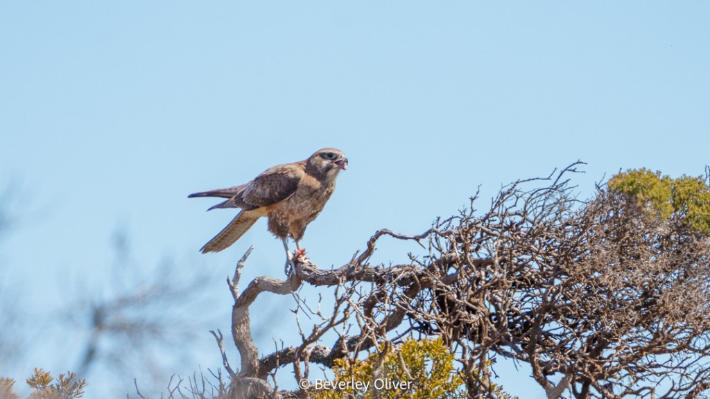 A hawk perched on a branch, surrounded by clear blue sky.
