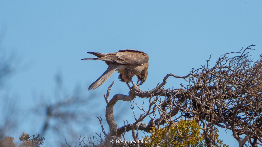 A bird, perched on a branch, is focused on its surroundings against a clear blue sky.