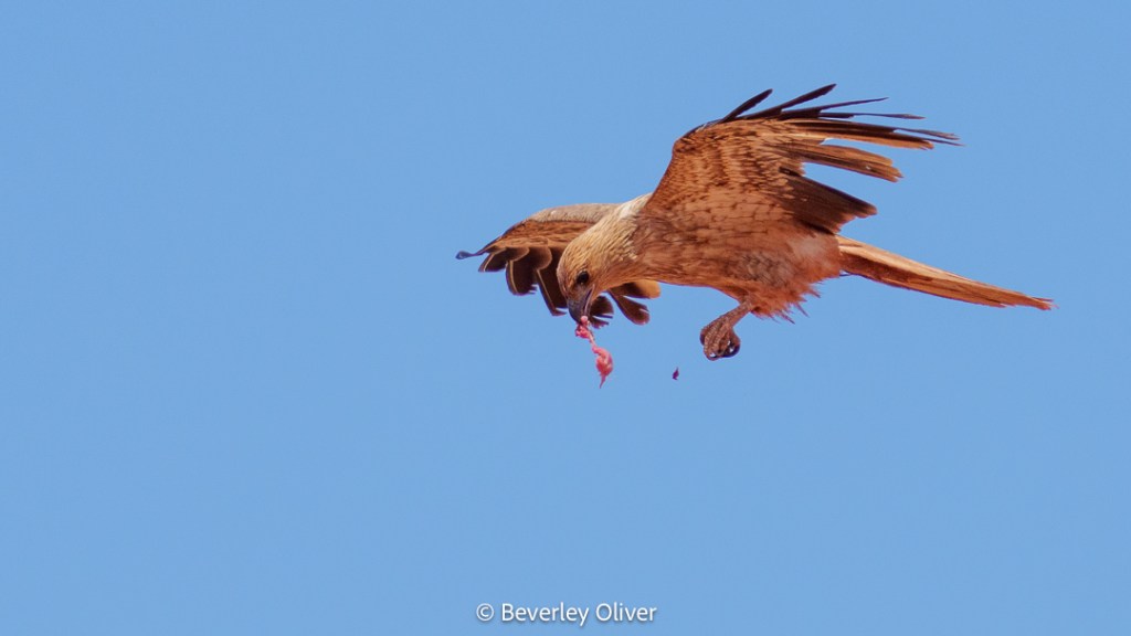 A hawk soaring through a clear blue sky, holding a piece of prey in its claws.
