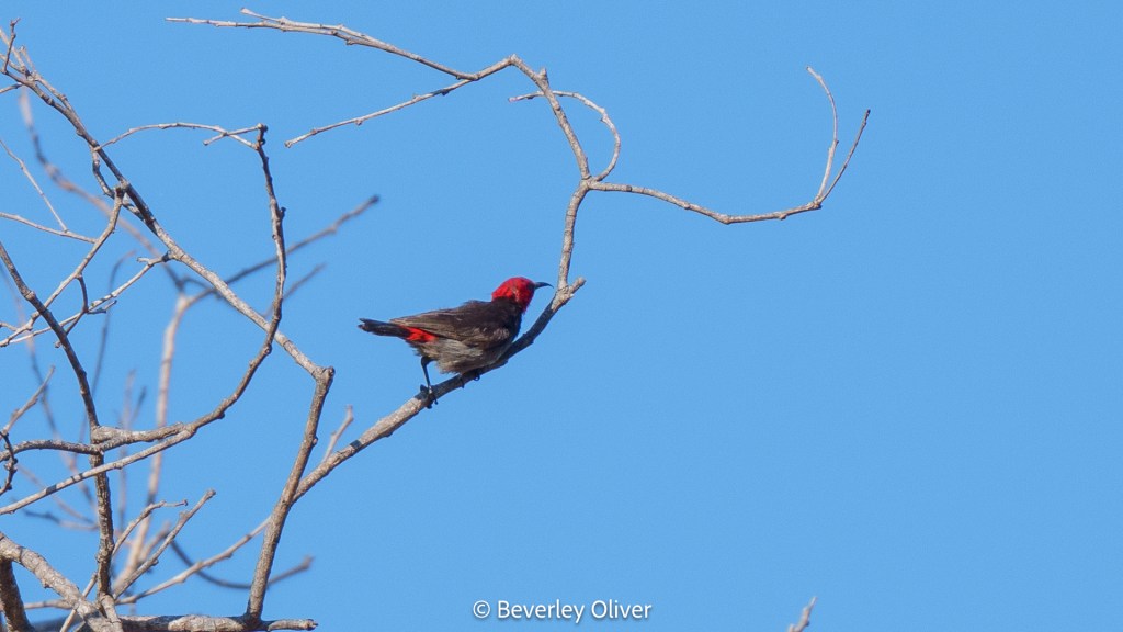A bird with a red head and tail is perched on a thin branch against a clear blue sky.