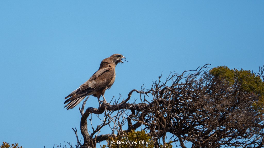 A hawk perched on a branch, calling out against a clear blue sky.