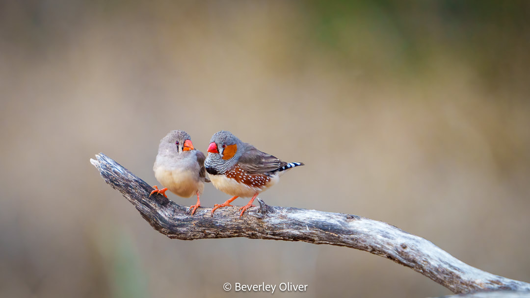 Two birds perched on a branch, one with a gray body and orange beak, and the other with a spotted patterned body.