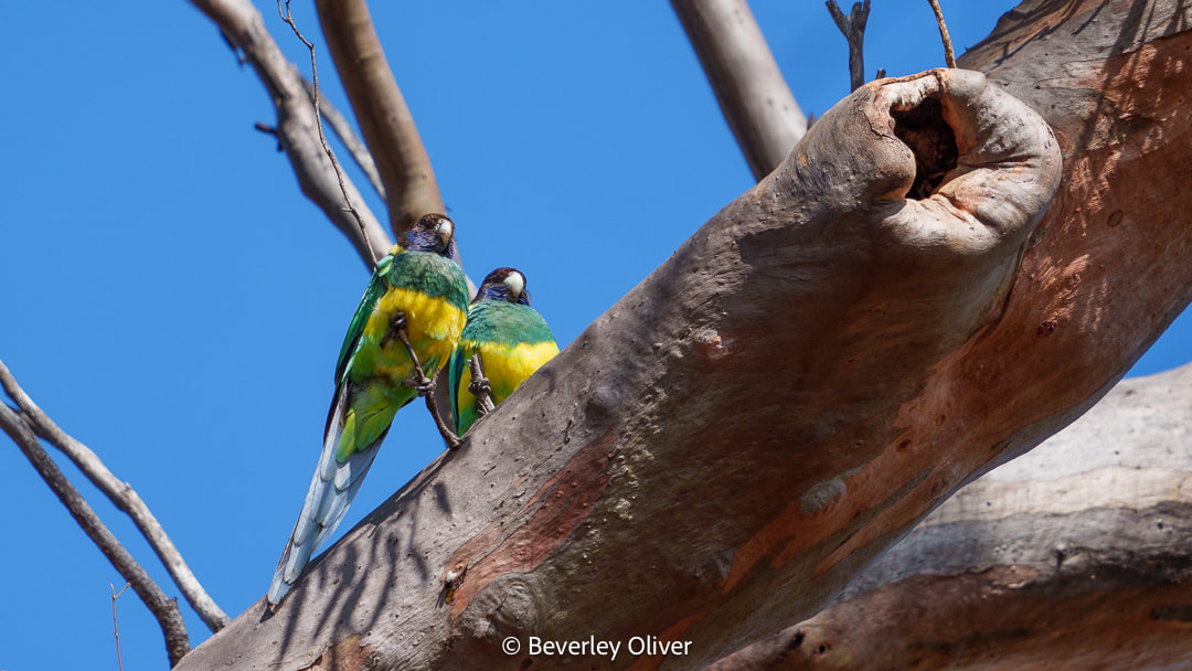 Two colorful parrots perched on a tree branch against a blue sky.