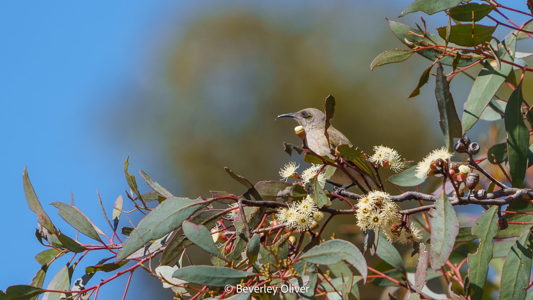 A brown bird perched on eucalyptus branches with pale yellow flowers against a blue sky.