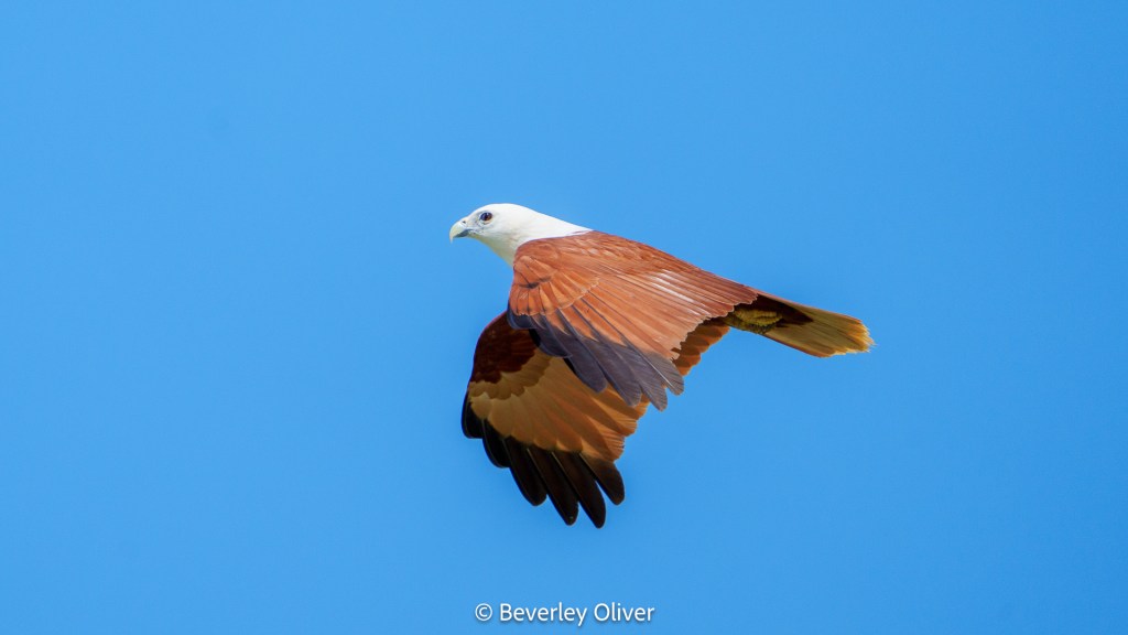 A soaring bird of prey with a white head and brown wings against a clear blue sky.