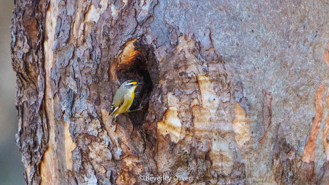A small bird peeking out from a hole in a textured tree trunk.