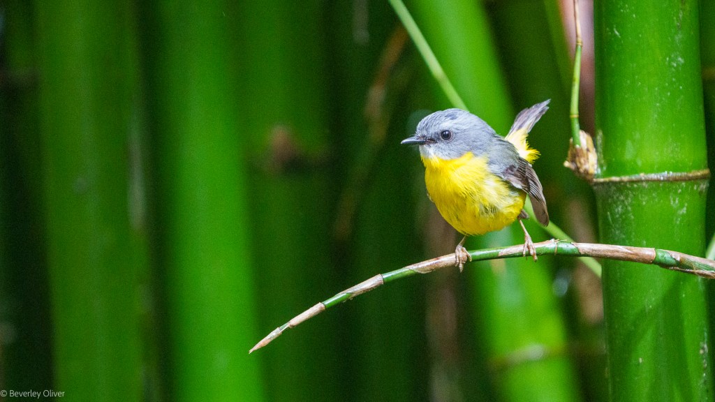 A small bird with a gray head and yellow belly perched on a bamboo branch, surrounded by green bamboo stalks.
