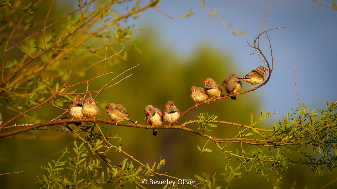 A group of small birds perched on a branch, surrounded by green foliage and soft sunlight.