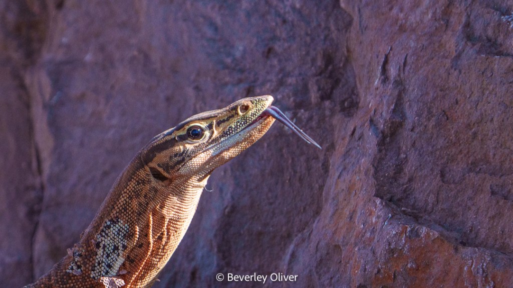 Close-up of a lizard with its tongue out, against a rocky background.