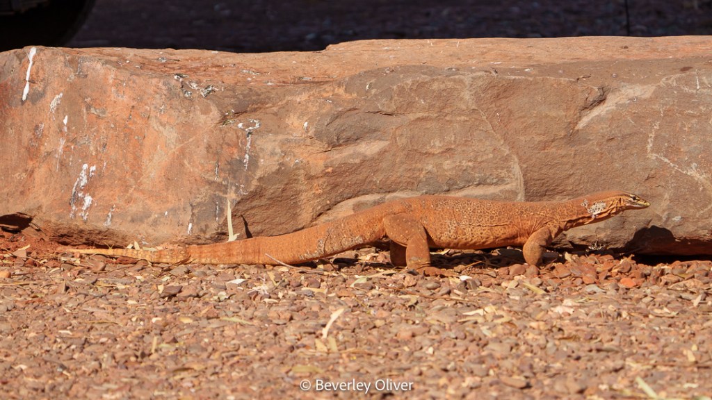A monitor lizard crawling on the ground next to a large rock, surrounded by gravel.