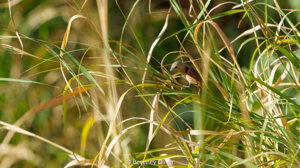 A small bird perched among tall grasses in a natural setting.