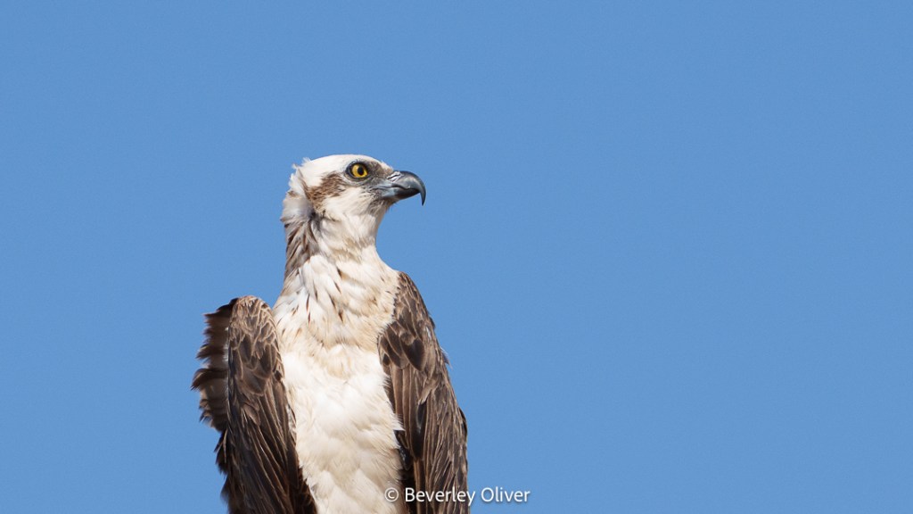 Close-up of an osprey perched against a clear blue sky, showcasing its distinctive feathers and sharp gaze.