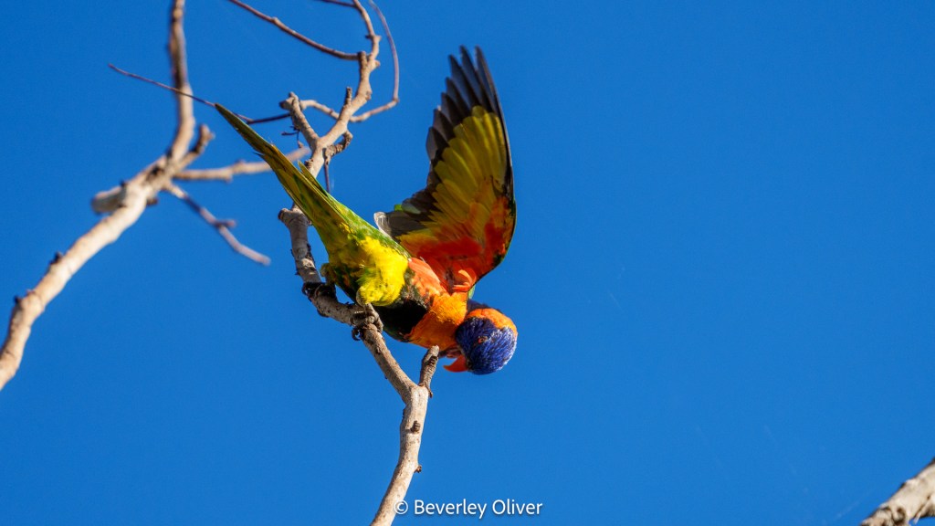 A colorful parrot perched on a branch, stretching its wings against a clear blue sky.