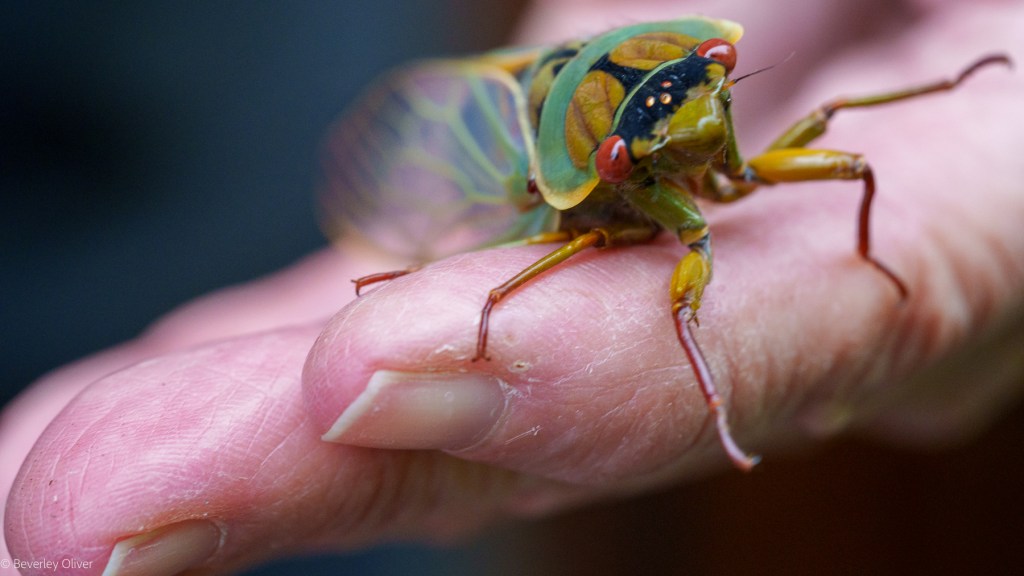Close-up of a vibrant cicada perched on a person's hand, showcasing its colorful wings and large red eyes.