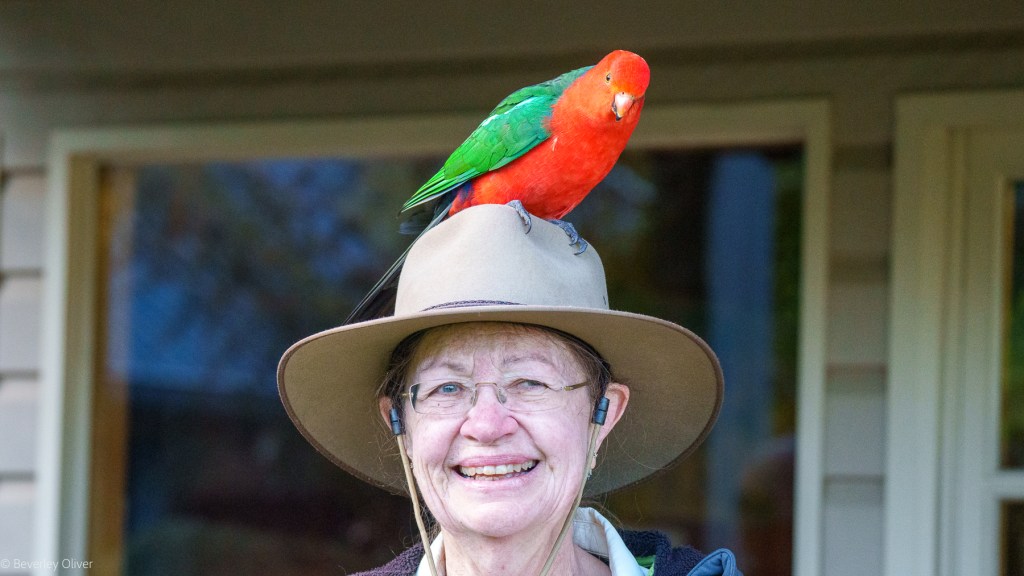 DSC09100 A smiling woman wearing a wide-brimmed hat with a colorful bird perched on top.