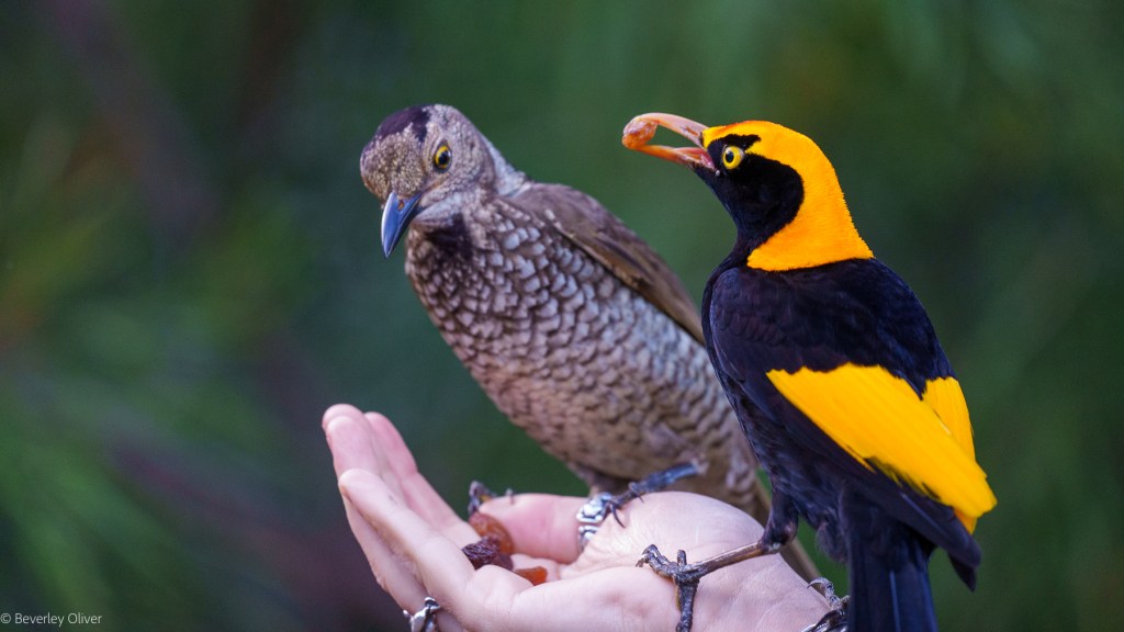 A person holding out their hand with two colorful birds: a black and yellow bird on the right and a brown, speckled bird on the left, set against a blurred green background.