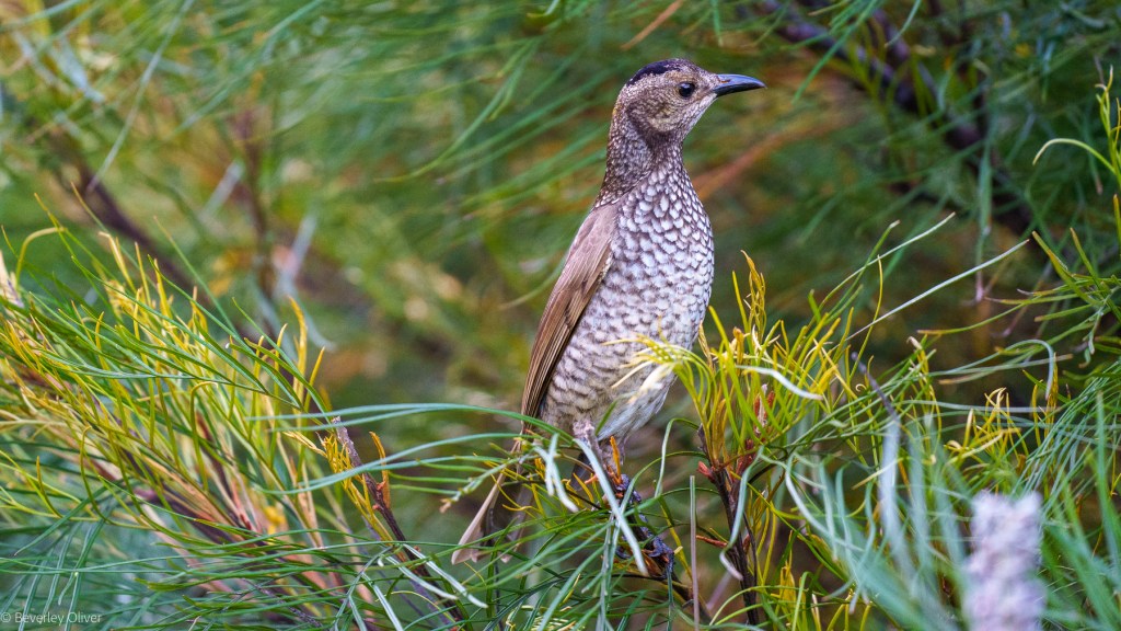 A bird perched on green foliage, featuring a speckled chest and a dark crown.