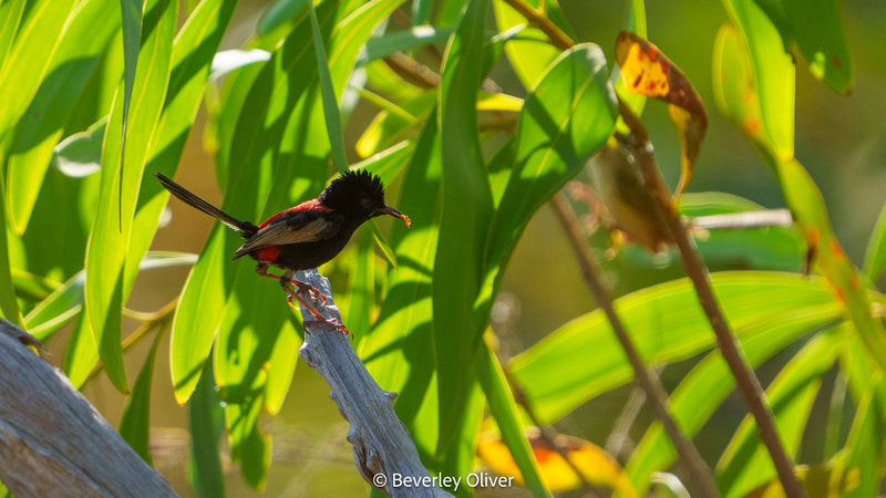 A colorful bird perched on a branch, surrounded by green leaves, with sunlight filtering through the foliage.