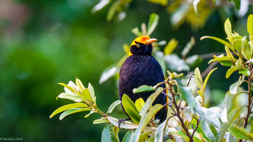 A close-up of a black bird with a bright yellow crown perched on green leaves amidst a blurred background.