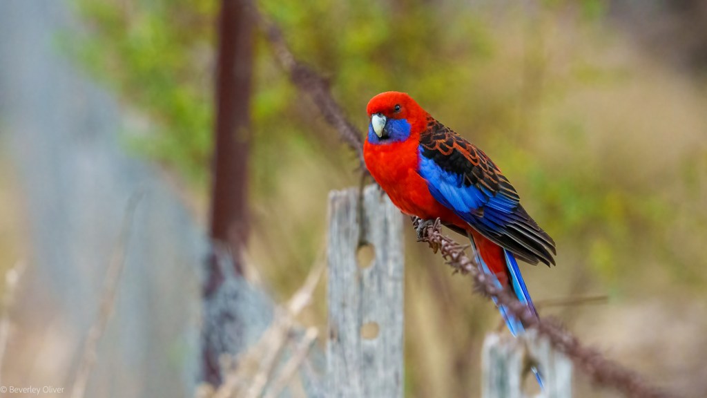 A colorful bird perched on a wooden fence, featuring vibrant red, blue, and black plumage.