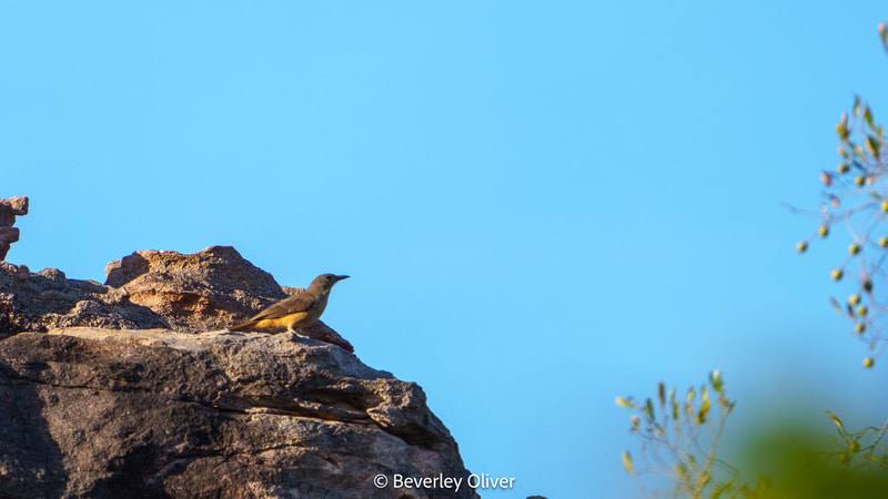 A bird perched on a rocky ledge against a clear blue sky.