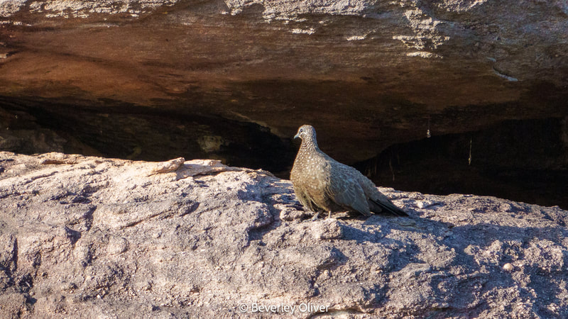 A bird with mottled brown feathers standing on a rocky surface, with a shadowed background.