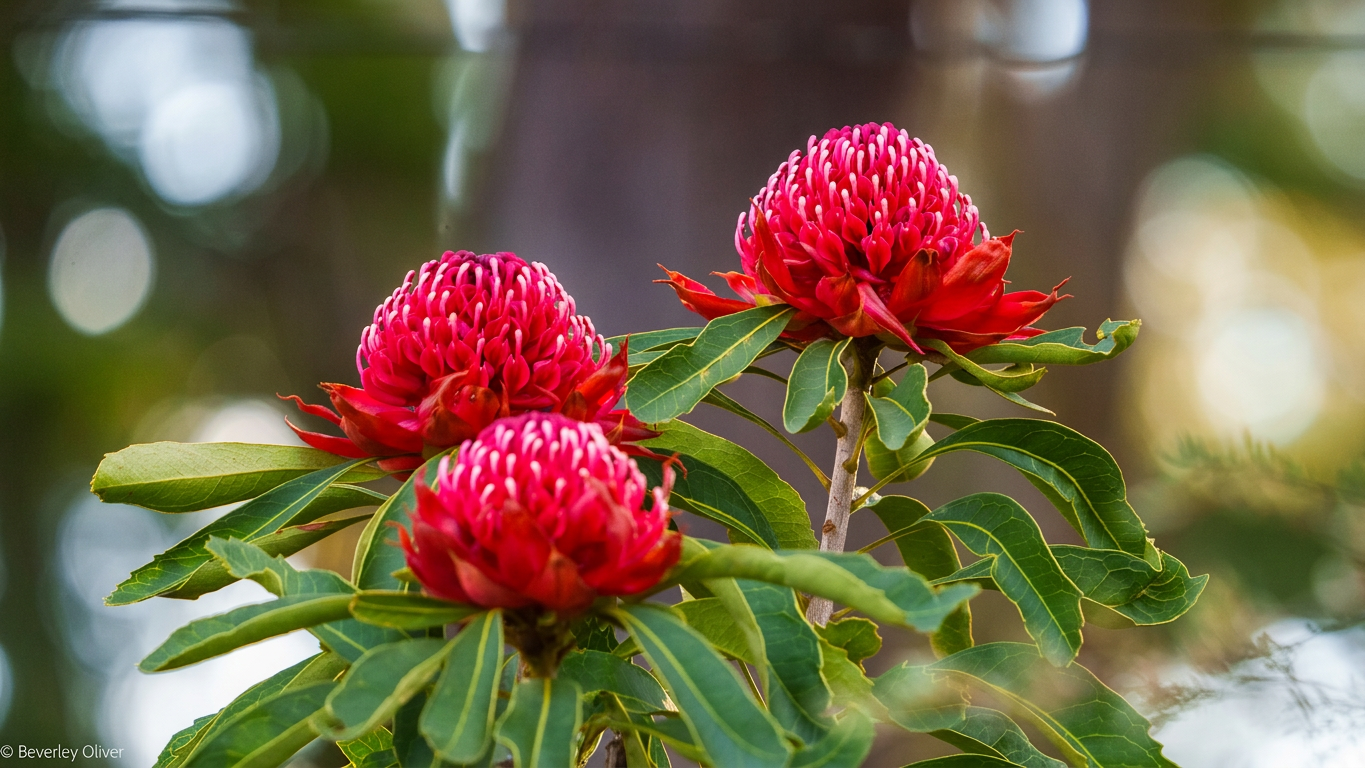 Three vibrant red flowers with clustered petals surrounded by green leaves, set against a blurred natural background.