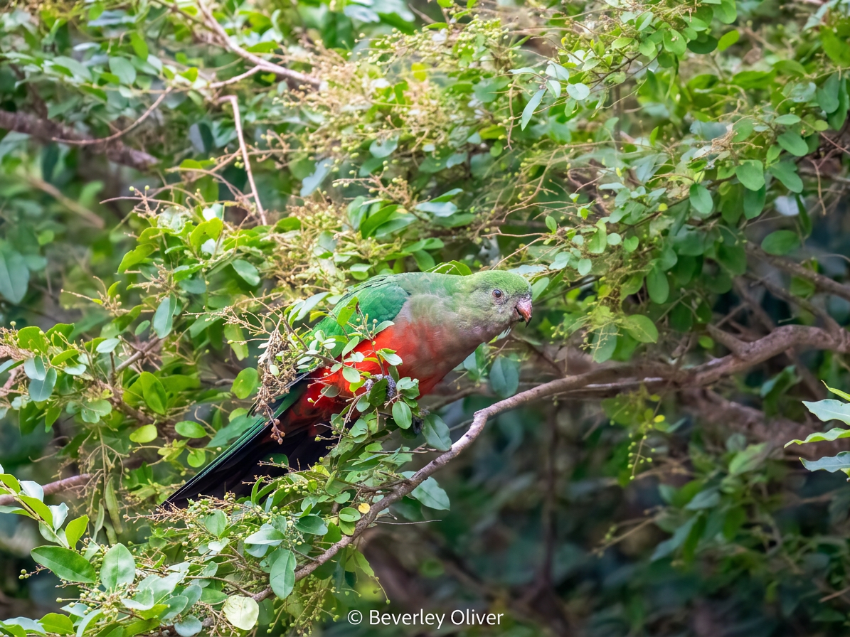 DSC04640-Edit A colorful bird perched on branches surrounded by lush green leaves, showcasing its vibrant green and red plumage.