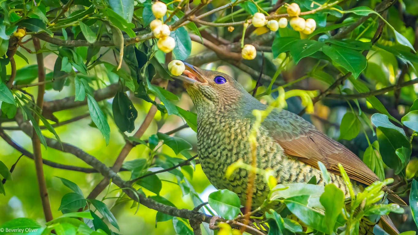 DSC02603-Edit A bird with a speckled green and brown plumage perched on a branch, reaching for small white berries among lush green leaves.