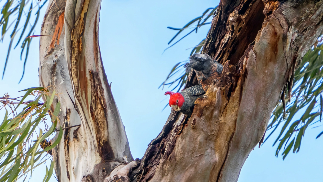 A pair of Galah parrots perched on a tree trunk, one with a bright pink head and grey body, the other mostly grey, against a blue sky.