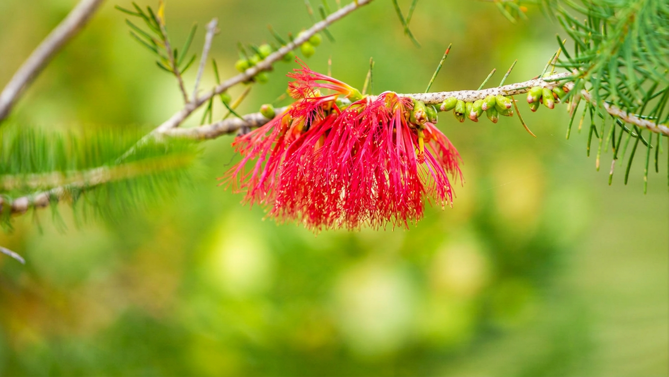 Close-up of a vibrant red flower on a branch, surrounded by green foliage and small buds.