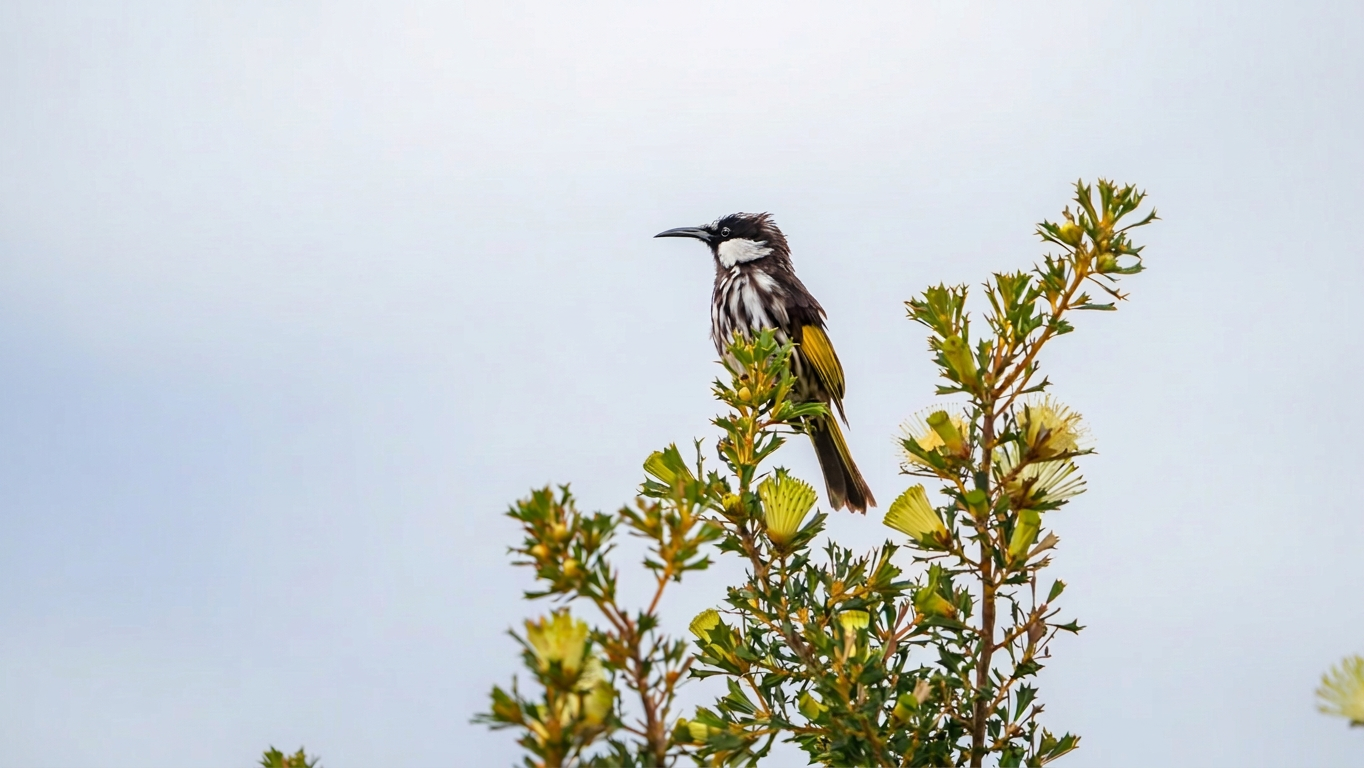 A bird with a striped black and white body perched on a green shrub with yellow flowers against a cloudy sky.